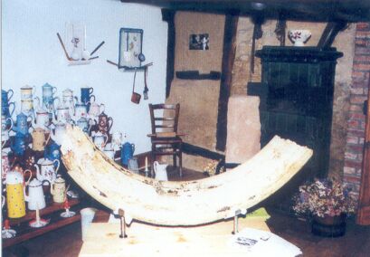 Une dent de mammouth trouvée dans la gravière Weiler